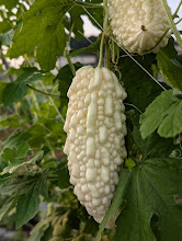 スーパーでは珍しい白ゴーヤの栽培風景