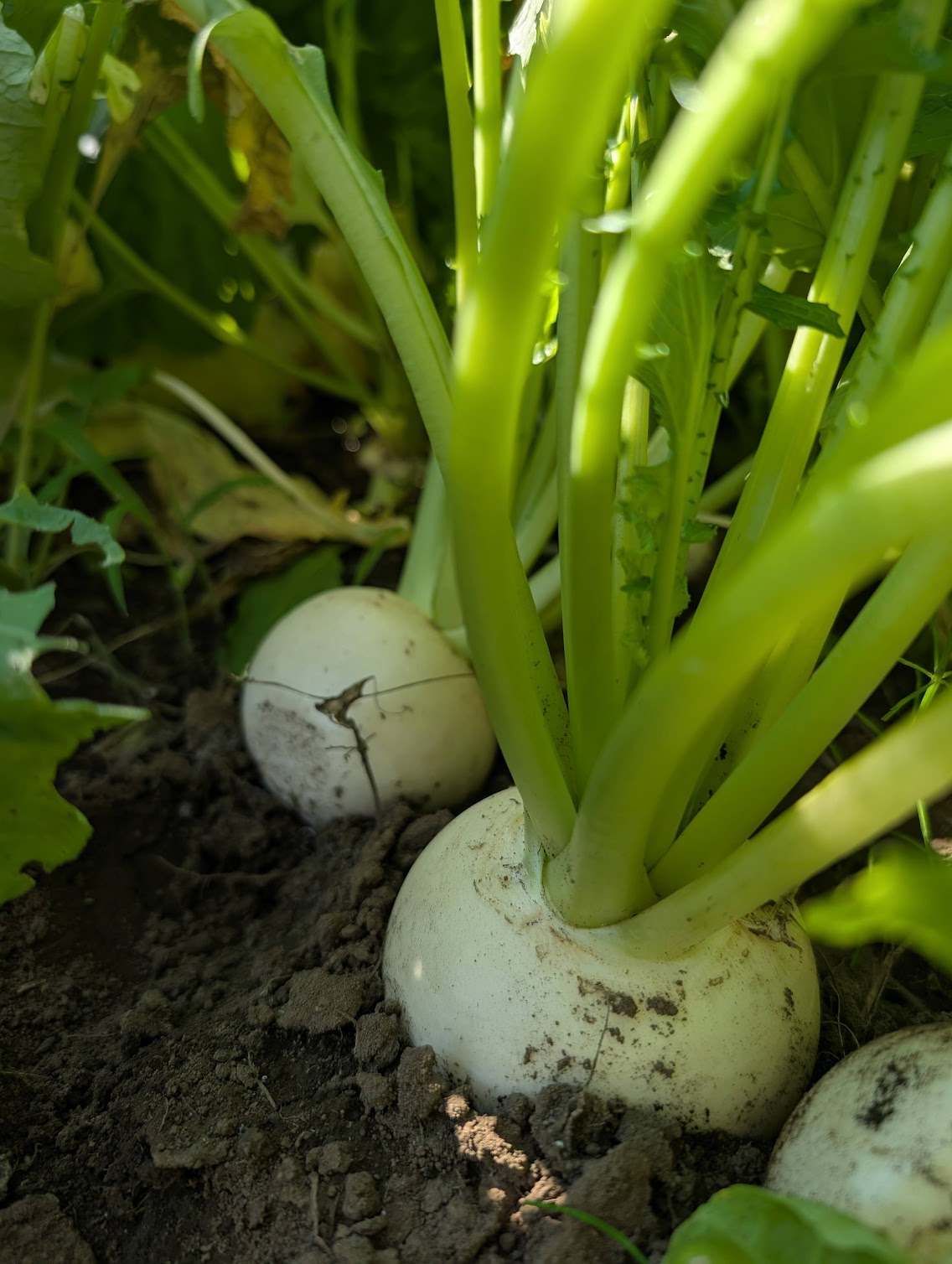 さいたま市の農園で土から顔を出す新鮮なカブ